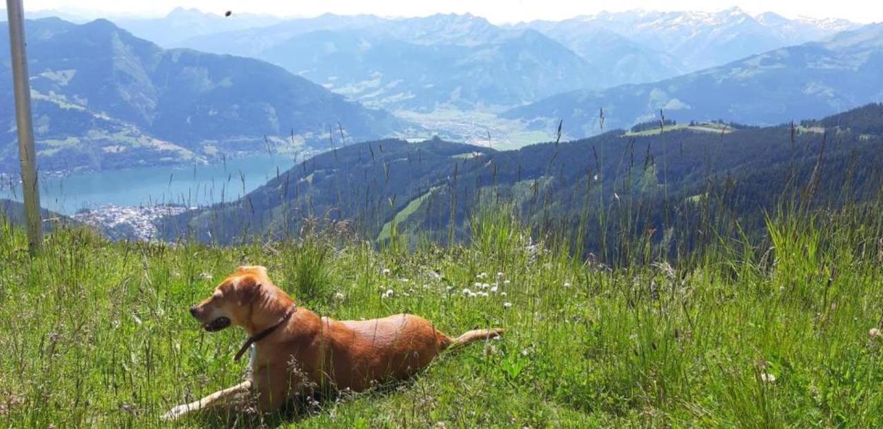 Pension Alpenrose Zell am See Exterior foto